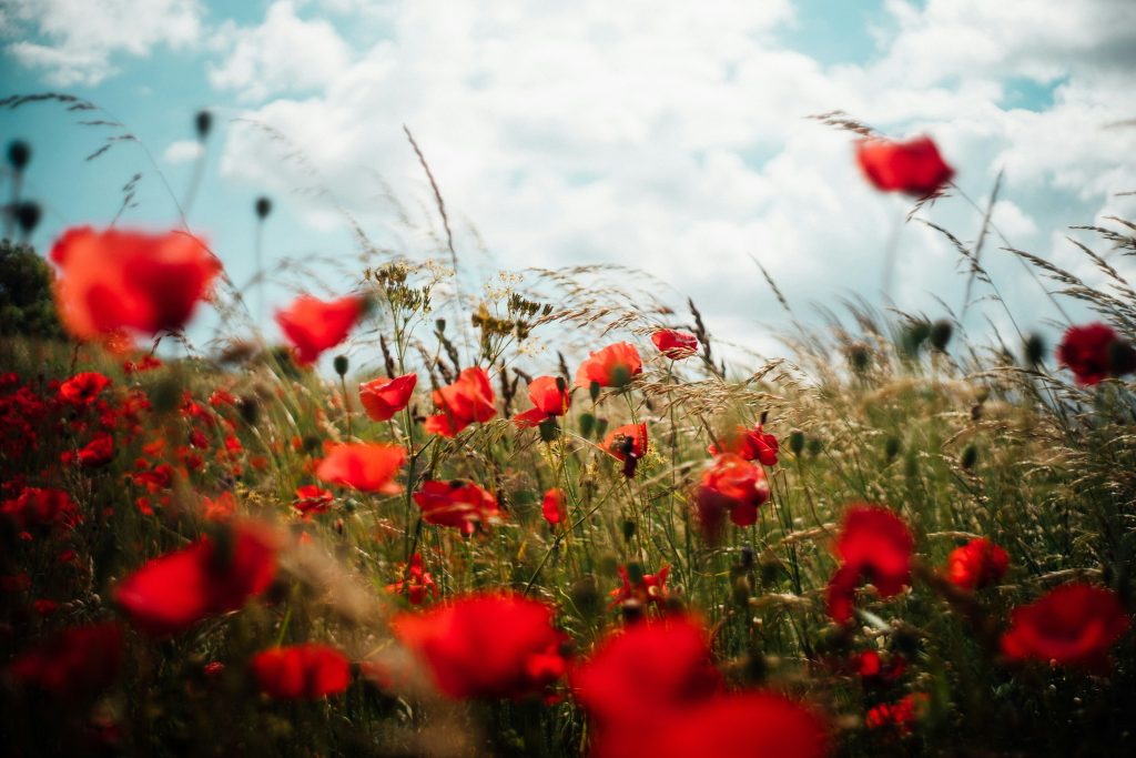 Images of red poppies in a field with a blue sky above.